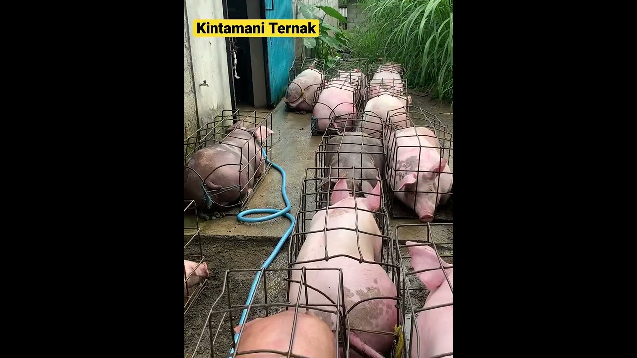 Proses penangkapan babi potong #ternakbabi #shorts