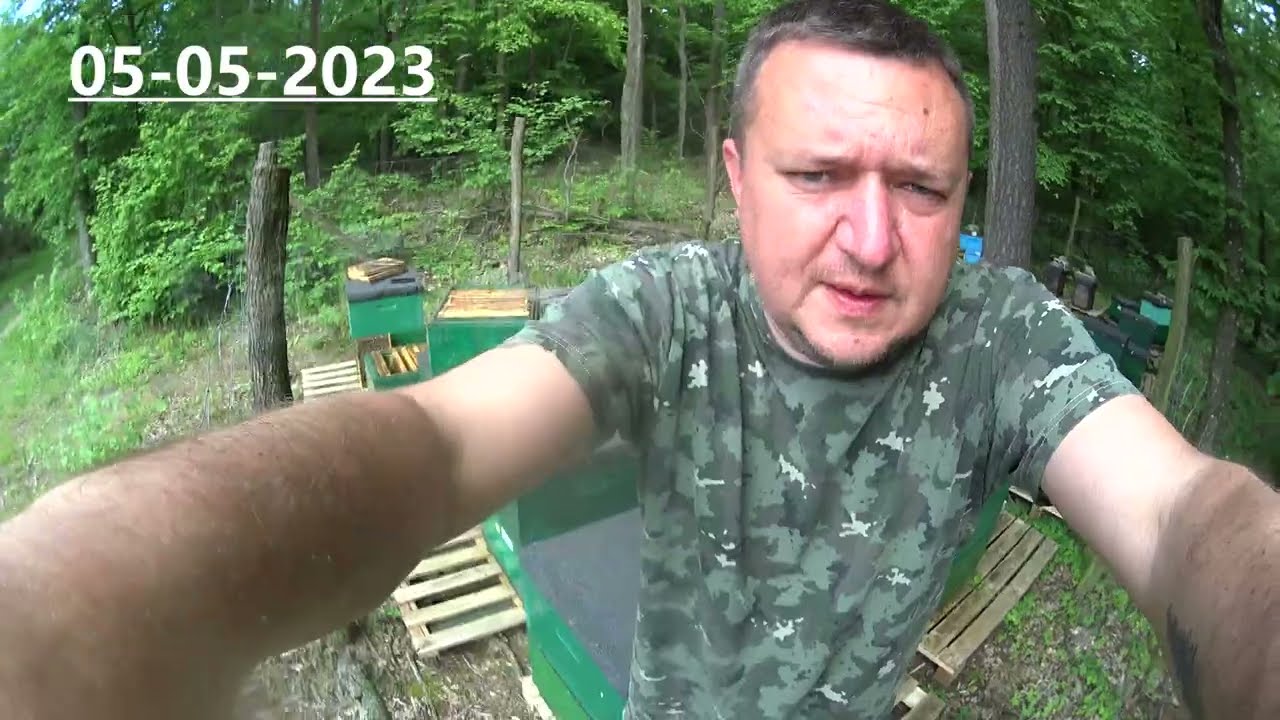 pszczoły w lesie 5 maja 2023 - buckfast linia kaukaska i kraińska - beekeeping buckfast Poland