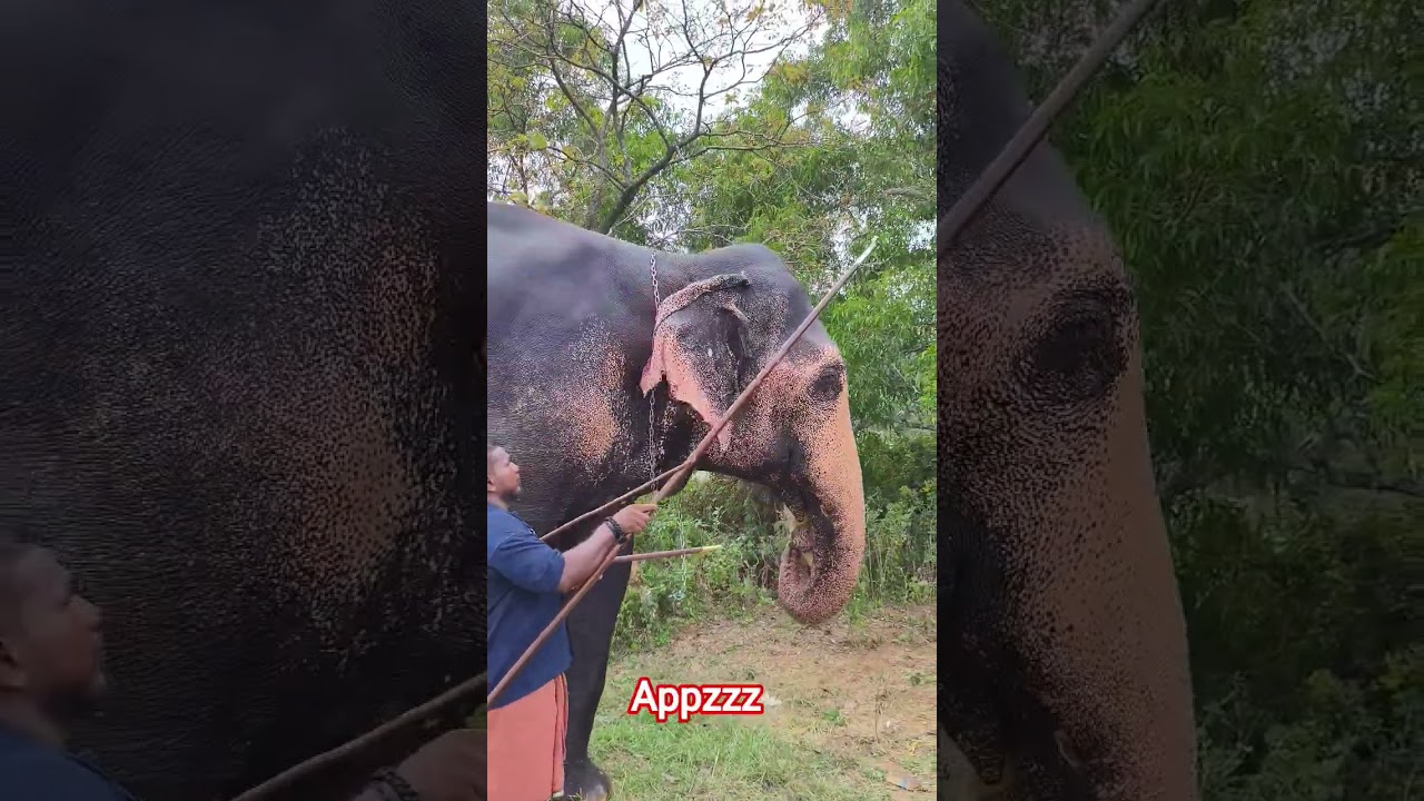 ഞാൻ കുഞ്ഞോളം #automobile #嗡嗡嗡 #dancesong #dance #allahﷻallahﷻ #dancemoves #tourist  #appzz