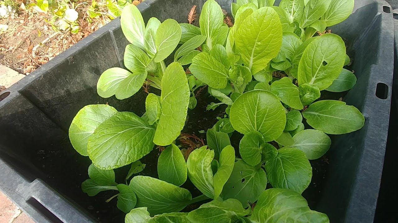 Growing Bok Choy from seeds (with updates)