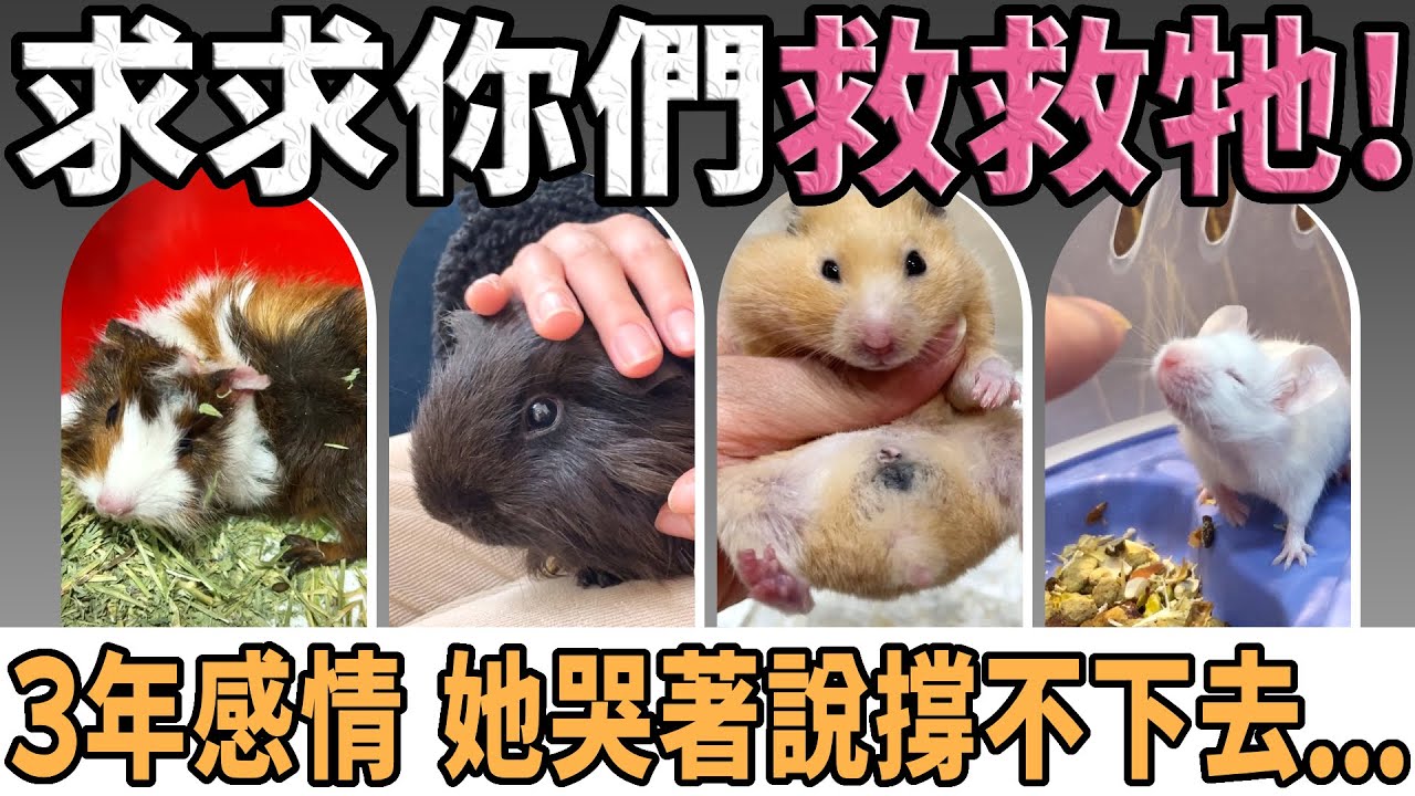 剛出生的天竺鼠差點凍死在棒球場，苦主為鼠落淚道歉…【愛鼠現場】金龍棒、黑寶、水上飄的逆轉鼠生，直擊愛鼠協會現場救援案件！
