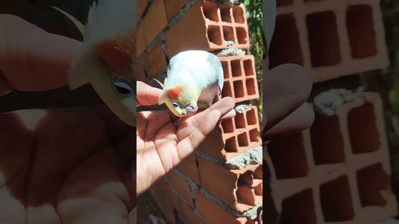 calopsita tomando sol