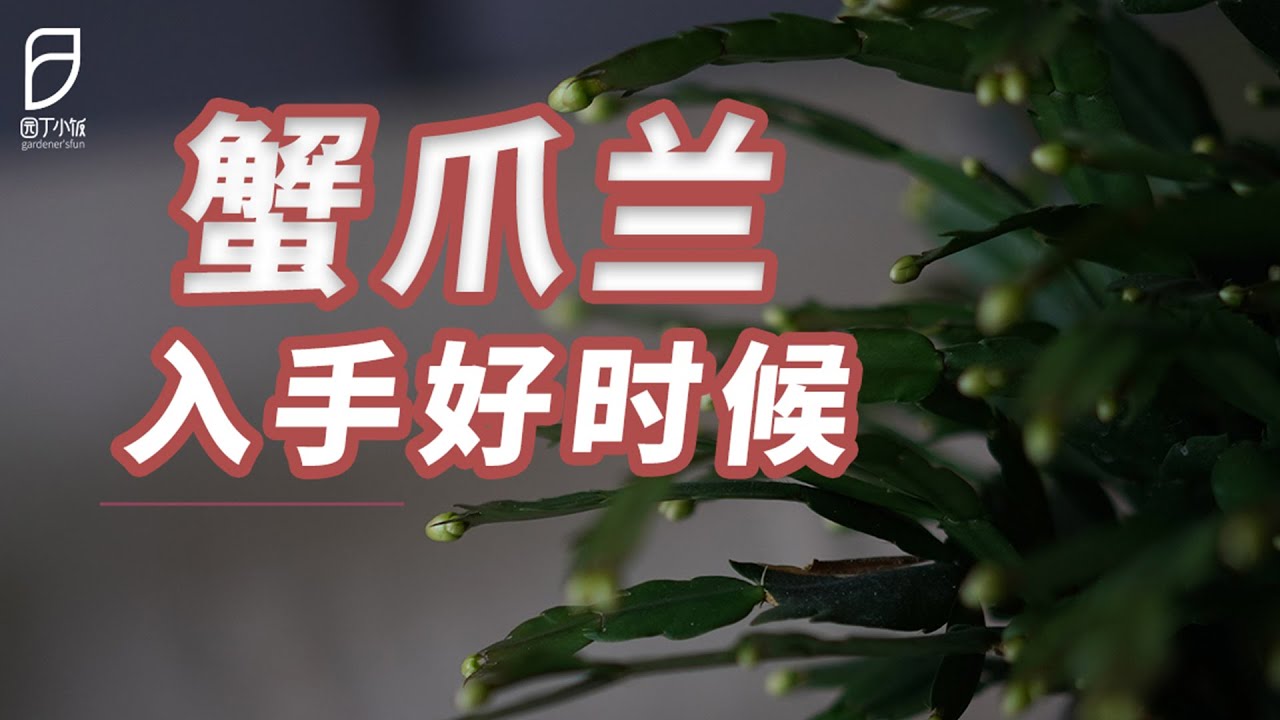 园丁小饭丨冬日开花蟹爪兰，这种环境最适合种它！