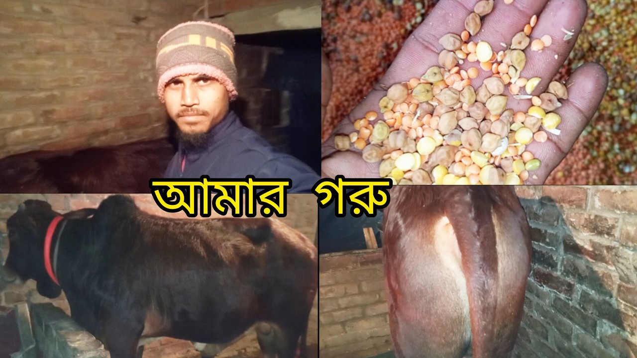 আমি কি দানা খাবার খাওয়াই আমার গরুকে।গরুর পাছাও মোটা হবে।