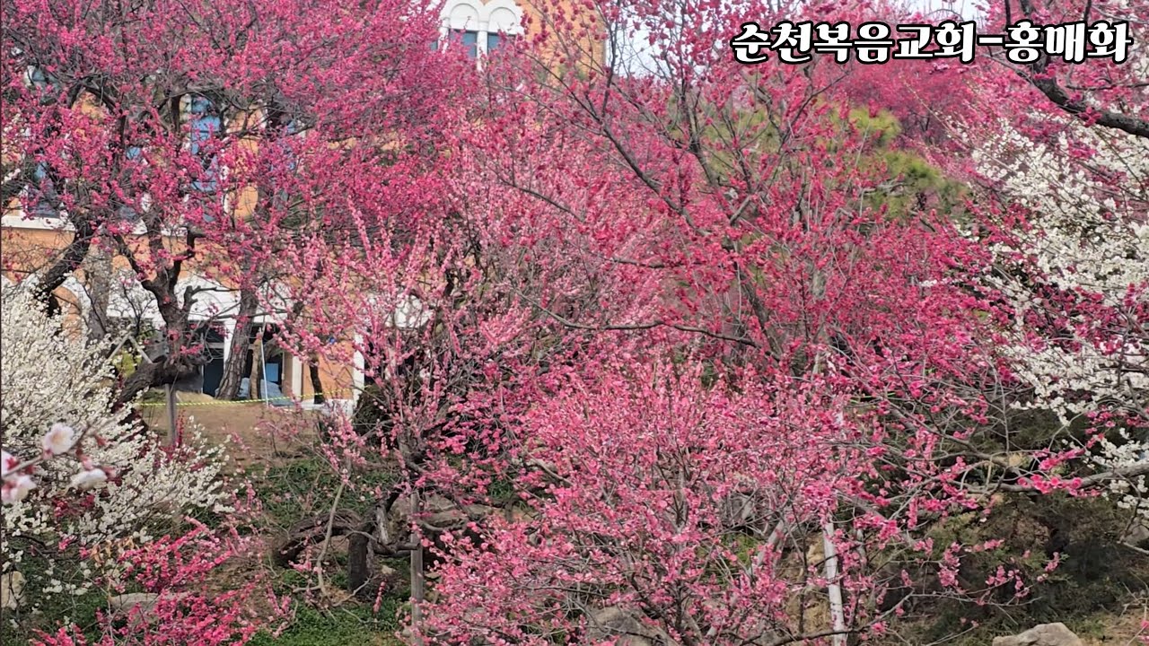 아름다운 순천탐매마을, 순천복음교회(홍매화),구례산수유(3월12일)
