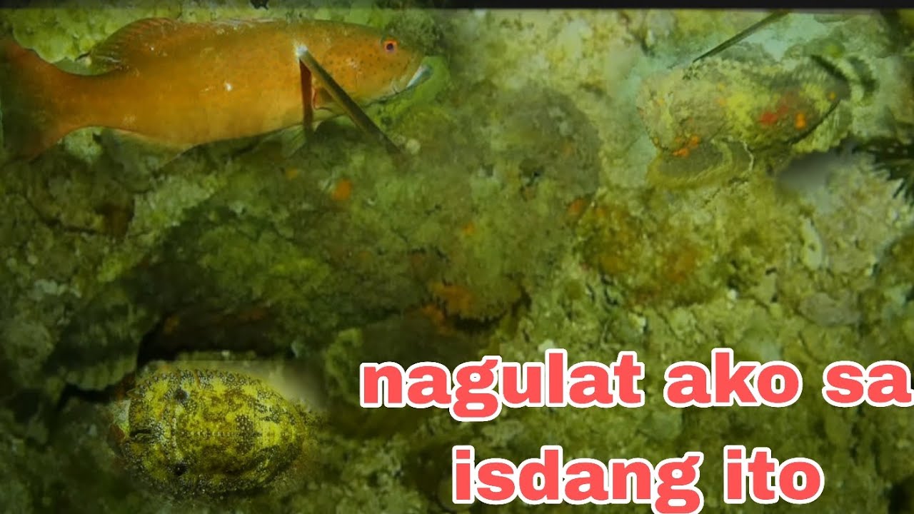 EP306 #nagulat ako sa isdang ito #nightspearfishingphilippines 