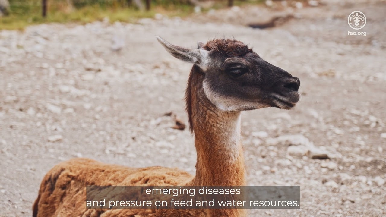 Diversity of Animal Genetic Resources