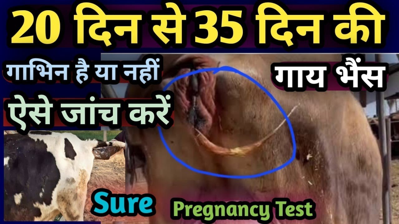👉20 दिन से 35 दिन के बीच गाय भैंस गाभिन है या नहीं||कैसे पता करें?||Cow Buffalo Pregnancy Test