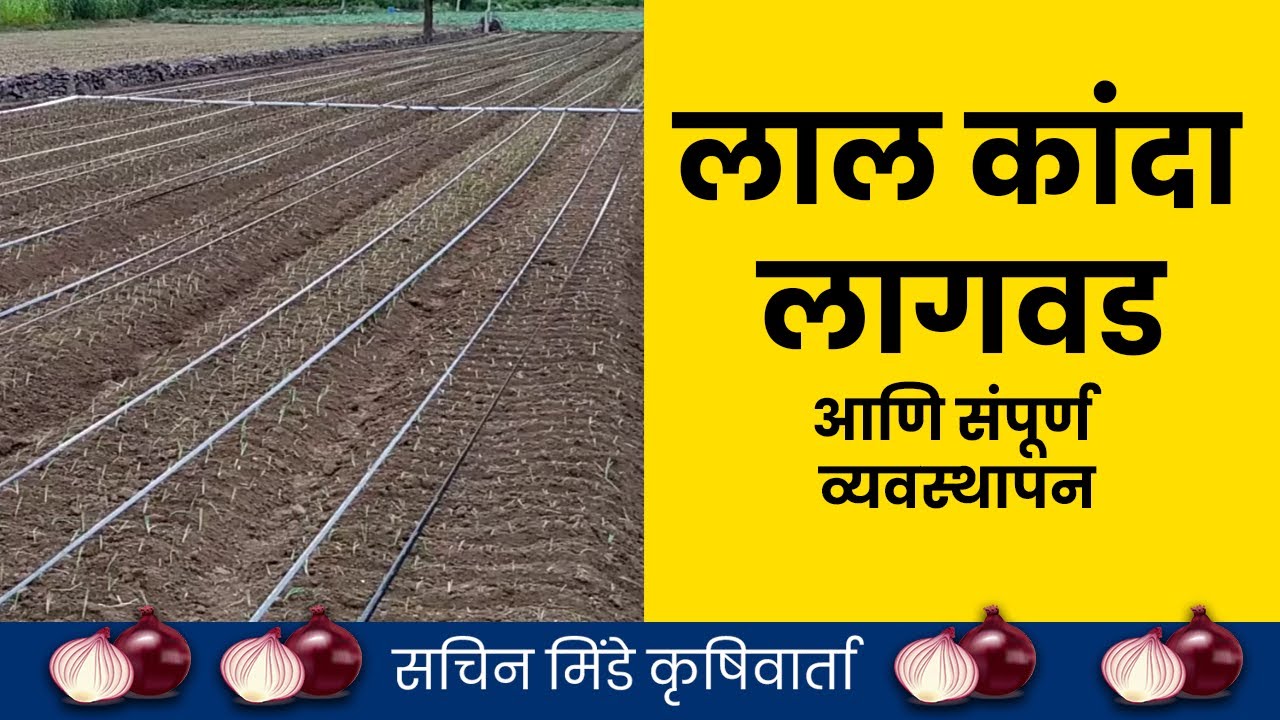 पावसाळी किंवा लाल कांदा लागवड पद्धती आणि संपूर्ण व्यवस्थापन | Kharip Onion | सचिन मिंडे कृषीवार्ता