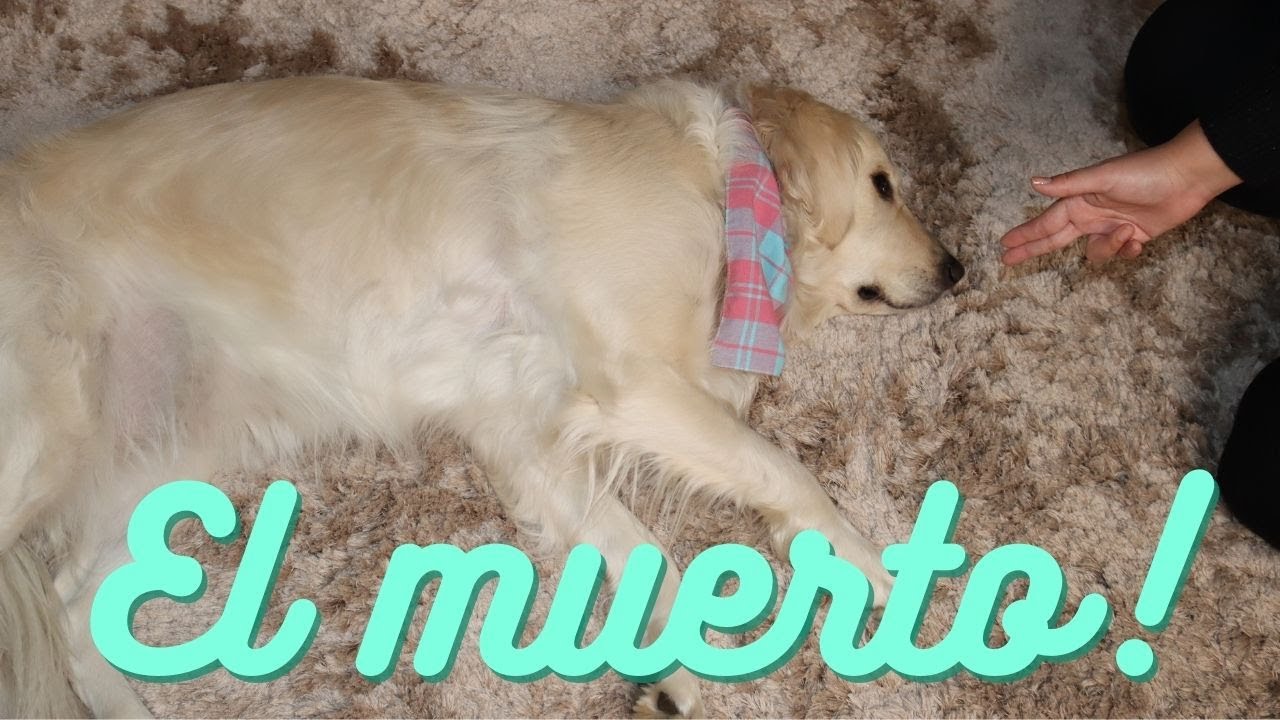 Enseñar a tu perro a hacerse el muerto