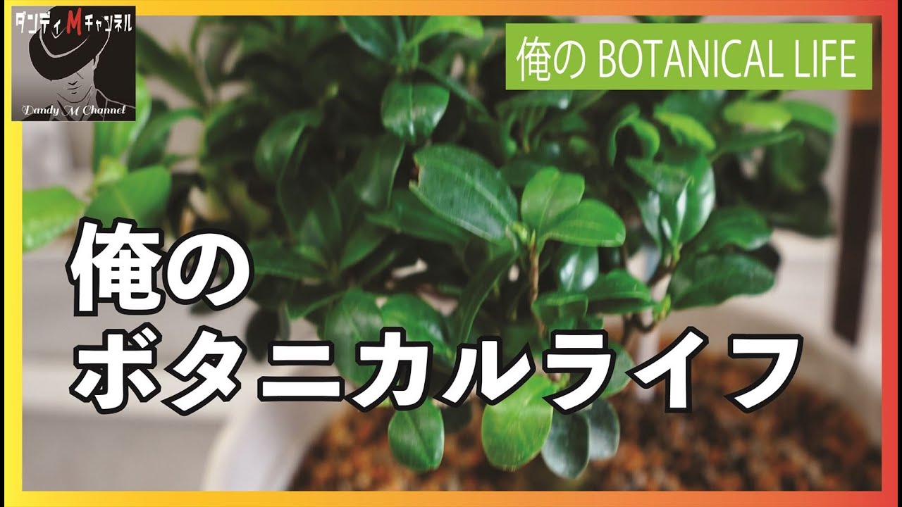 ガジュマルの根（幹）を太くする事は可能なのか？　根腐れ防止対策　植え替えて検証してみる　俺のボタニカルライフ