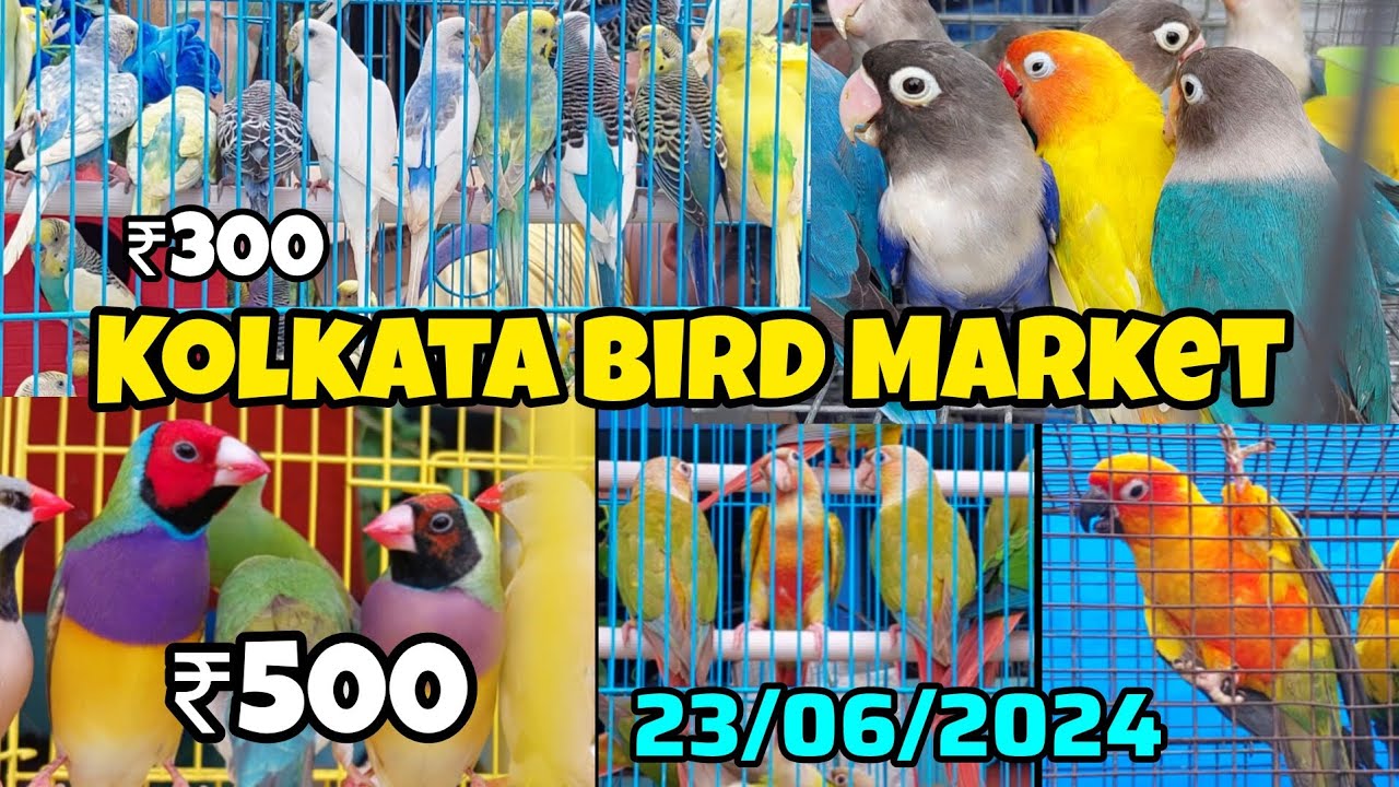 500 টাকায় Golden Finch | Kolkata Bird Market | Gallif Street Pet Market | 23/06/2024