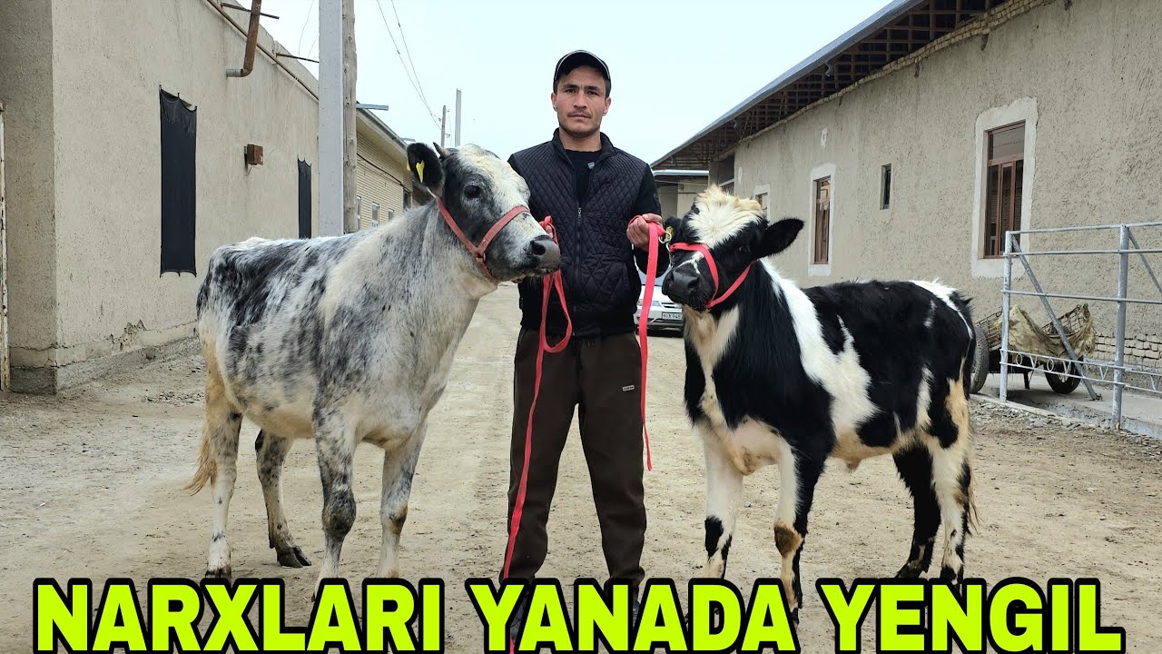 Shaxzodbek ukamizga yangi partiya gʻunojinlarni bir biridan go'zallari keldi   14-mart, 2026
