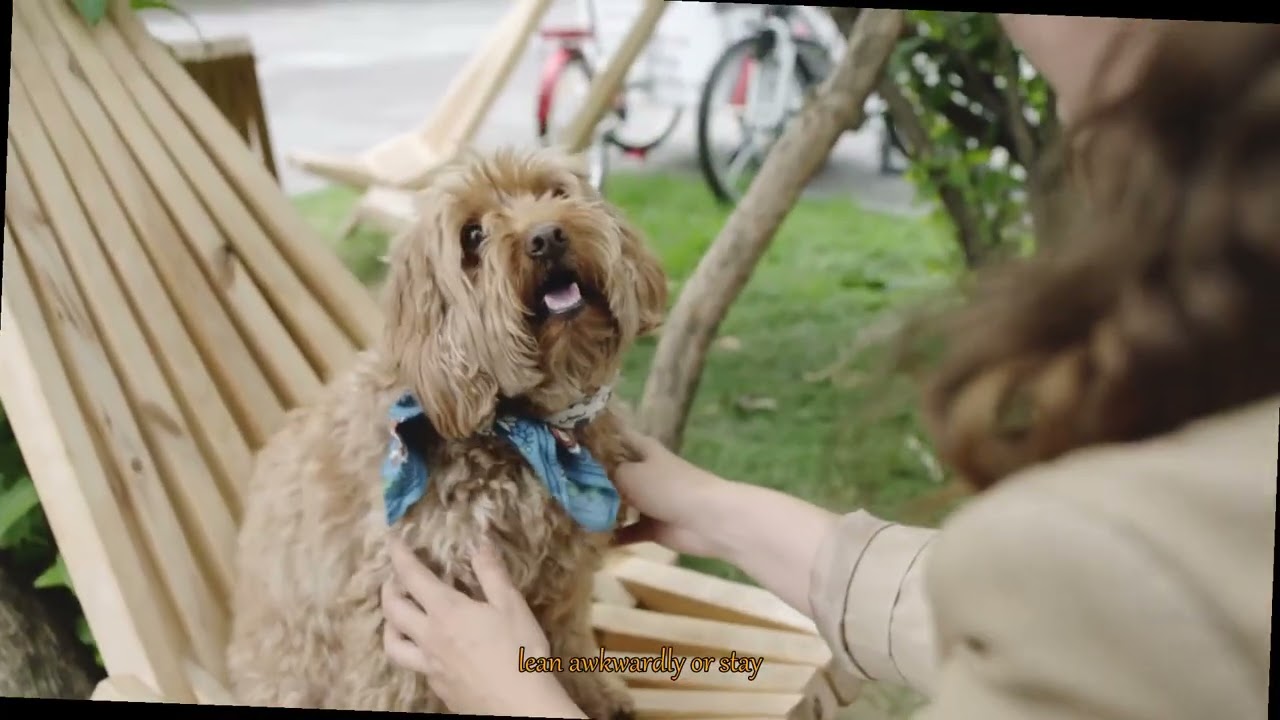 Is Your Posture Stressing Out Your Pet Discover the Hidden Link to Their Behavior