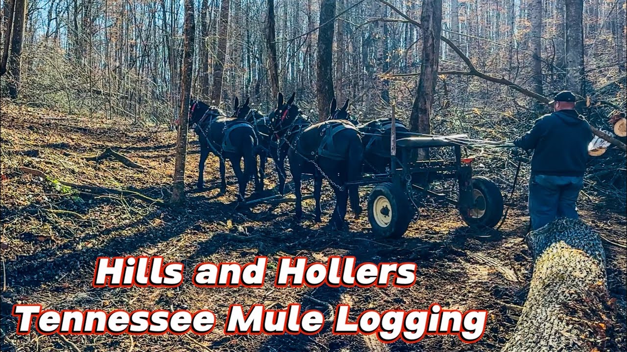 All HANDS on deck MULE LOGGING today!! #293 #logging #horselogging #mules #drafthorses #horse 