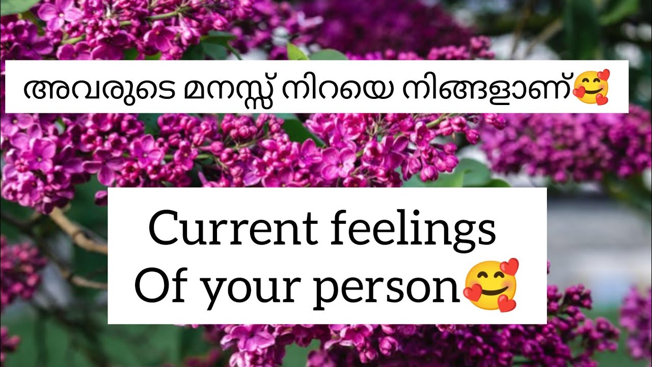 🥰current feelings of your🥰person😌love reading 🥰malayalamtarotcardreading