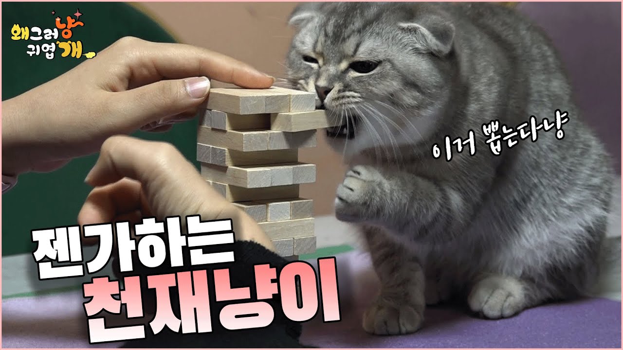 고양이중에 아인슈타인이 있다면 그건 바로 천재냥 하늘이일거야 🧐