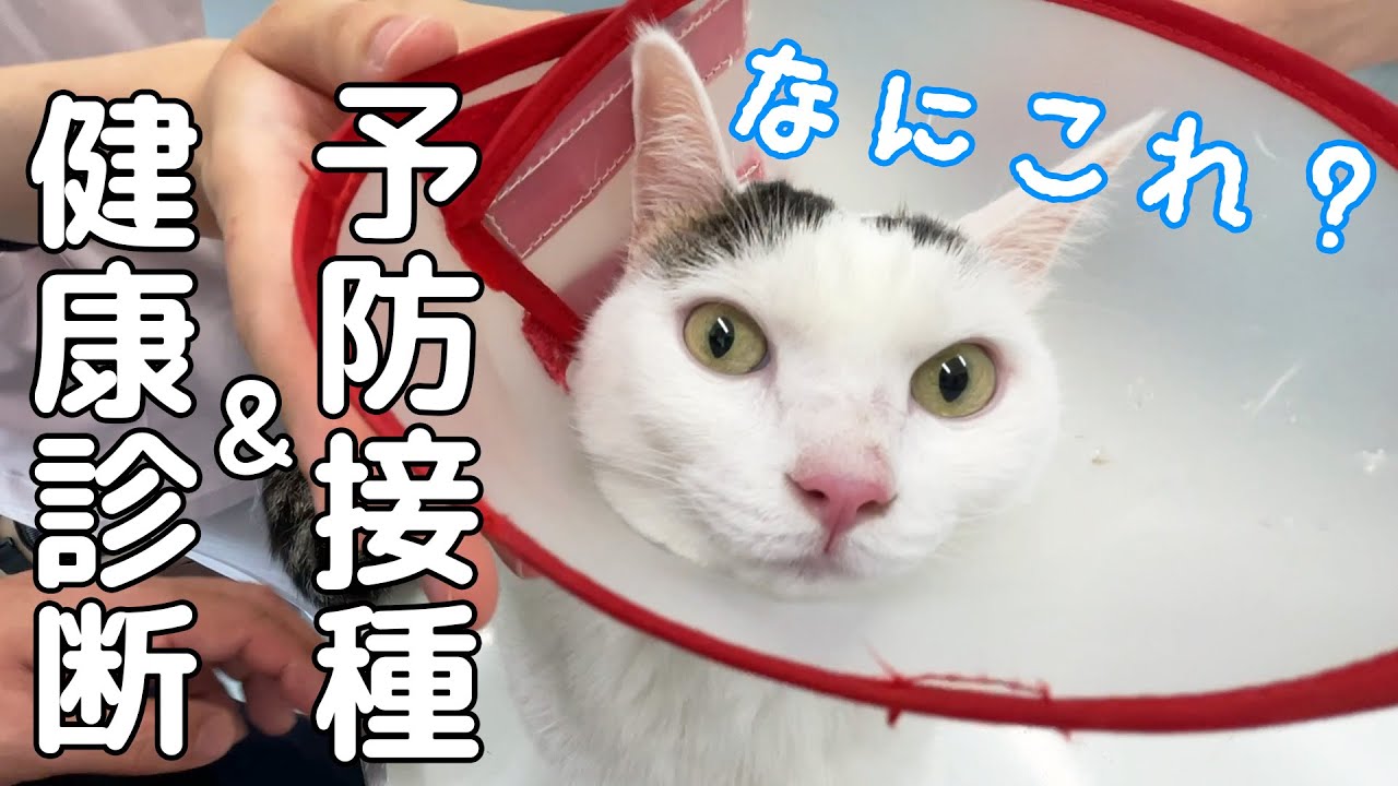 チロとモモの予防接種は病院に行くまでが大変でした…！