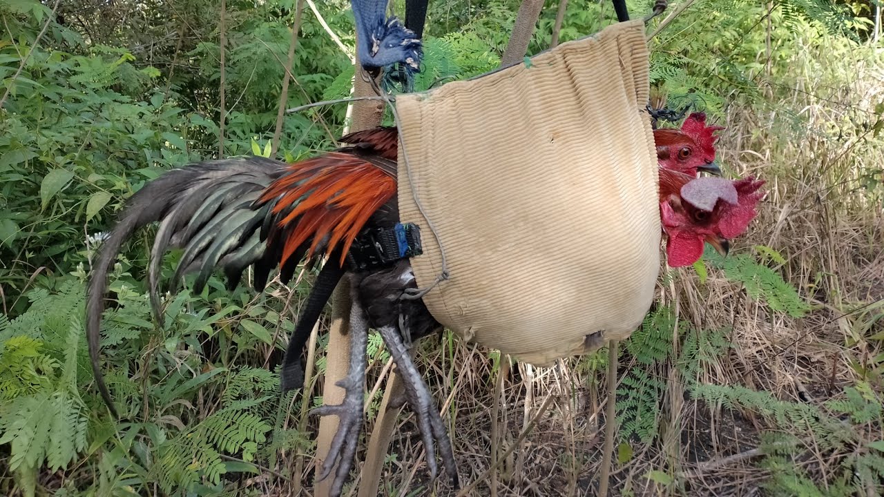 PANG 7 NA HULI NI CANTONESE PART 2 #redjunglefowl