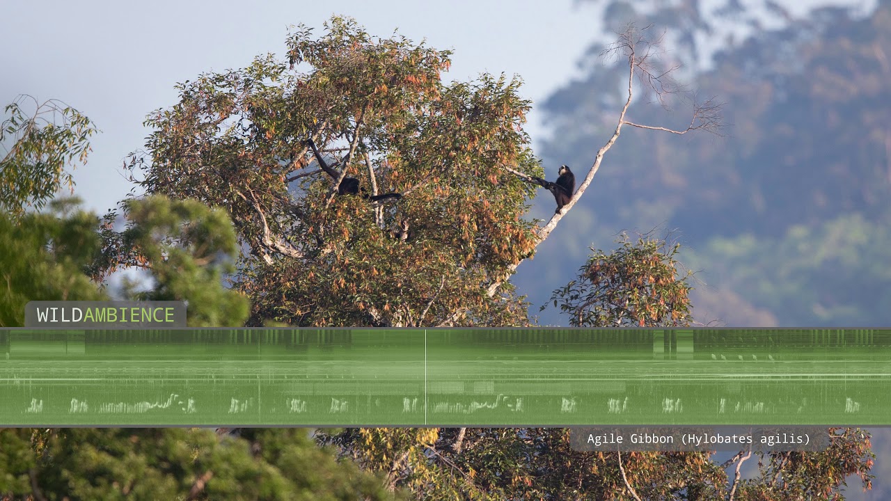 Agile Gibbon Song & Calls