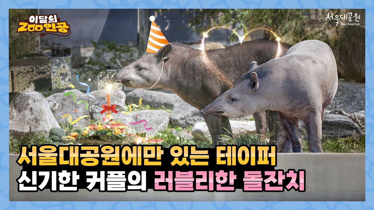 서울대공원 동물원에서만 만날 수 있는 미스테리한 러블리, '테이퍼'를 소개합니다. 💝