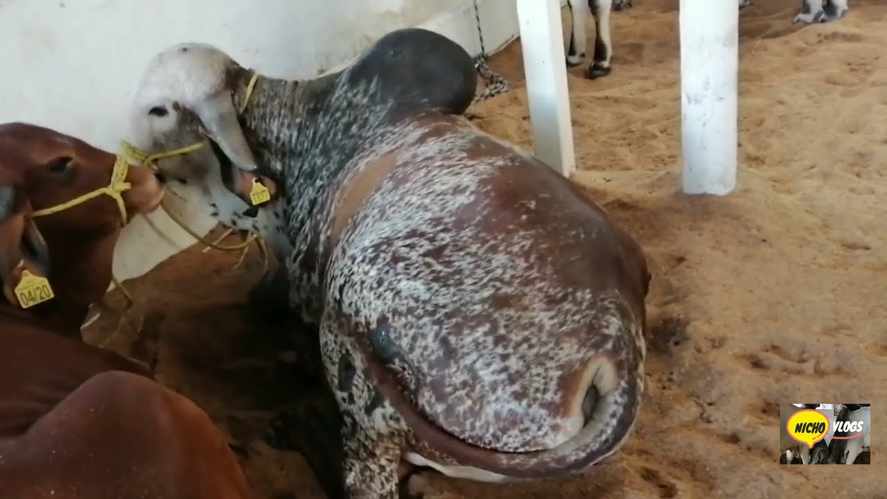 EN LA EXPOGANADERA TLAQUEPAQUE JALISCO 2021,TOROS,CABALLOS, EL NACIMIENTO DE DOS BORREGOS,INCREIBLE.