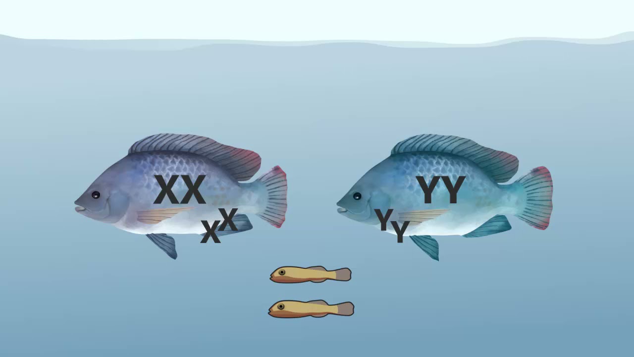 YY Technology