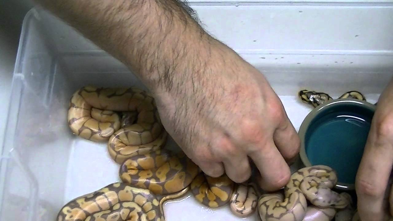 Update on the Banana X Bumblebee clutch!