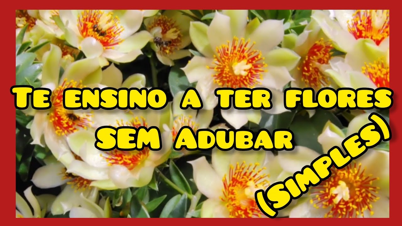 ORA-PRO-NOBIS flores de perfume intenso