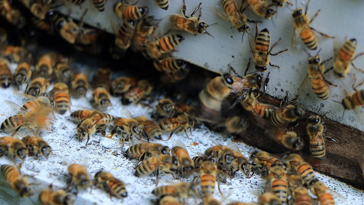 Honey Collection; a day in the life of a casual apiarist