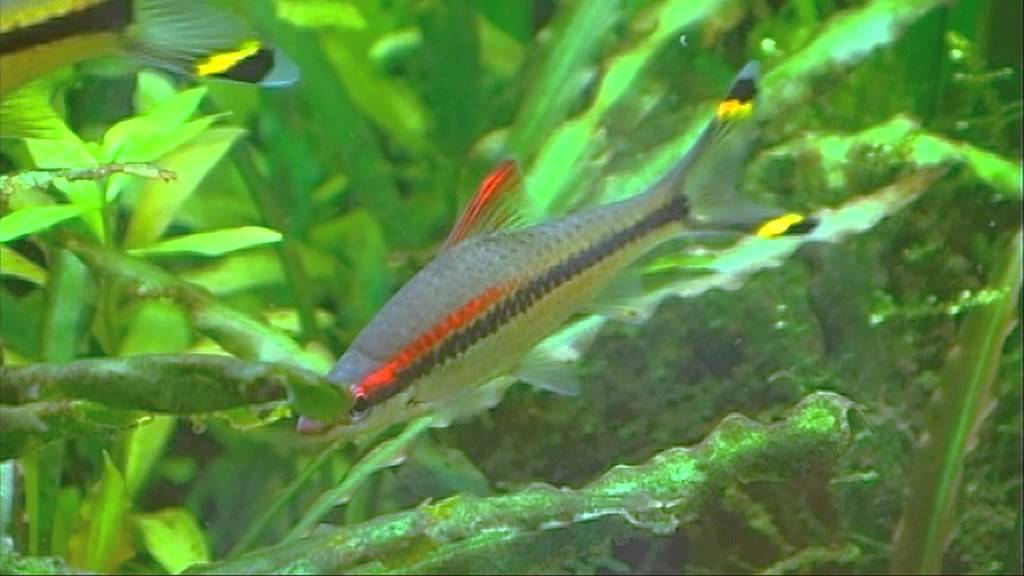 Asienbecken PH Ludwigsburg lebendige Tiere