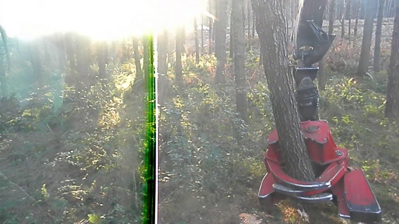 Forestal Garuhape