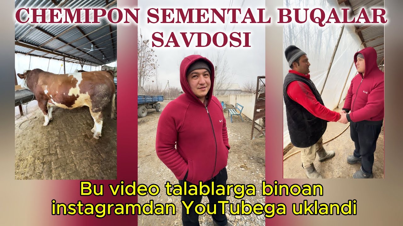 KATTA GIGANT SEMENTALLLAR SAVDOSI KATTAQO'R'GON TUMANI
