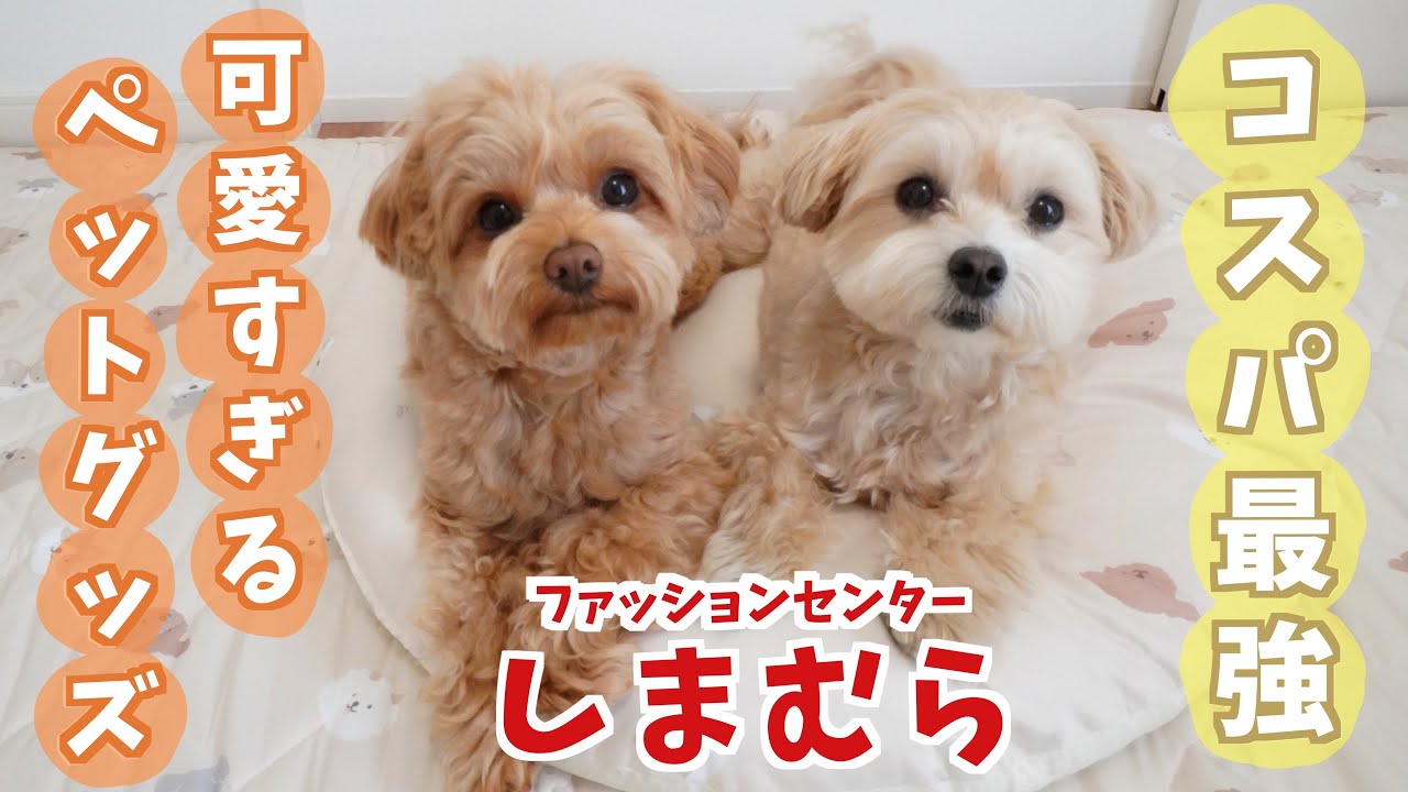 【しまむら購入品】機能性抜群でコスパ最強なペットグッズを紹介します🐶✨【購入品紹介】