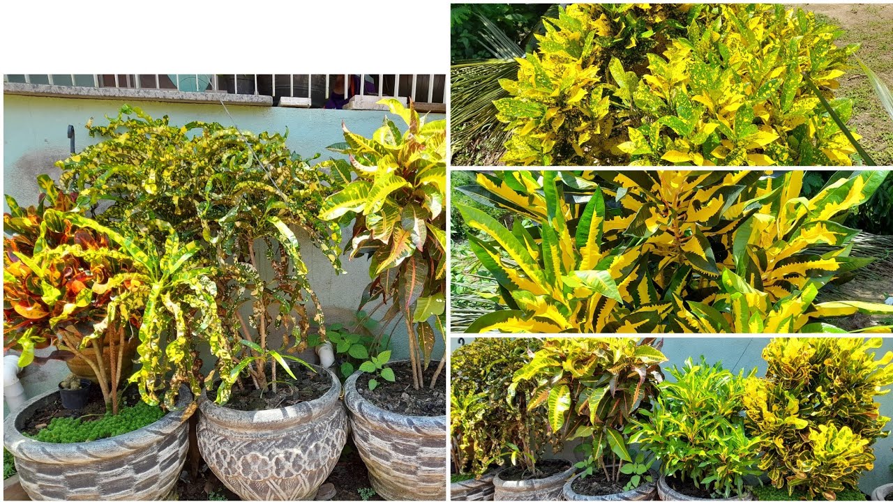 NUNCA VI TANTOS CROTONS LINDOS. TINHA UM RARO. ME DIGAM AÍ SE EU NAO TENHO RAZÃO😍😍