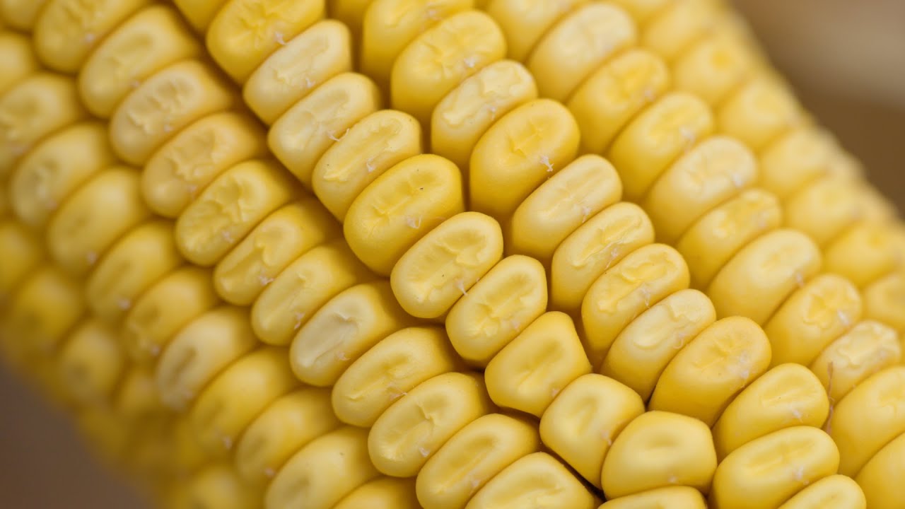 Timely Rains & Low Prices  | Corn 2025