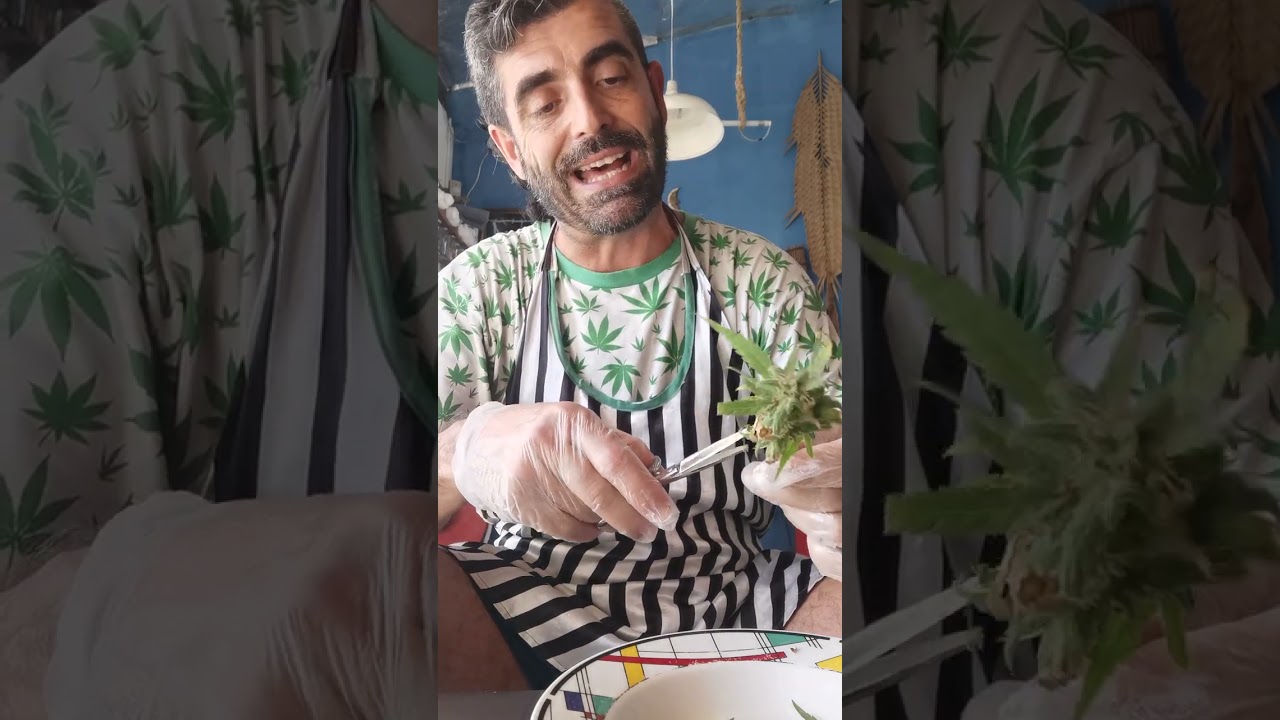 Colheita e trimagem de maconha