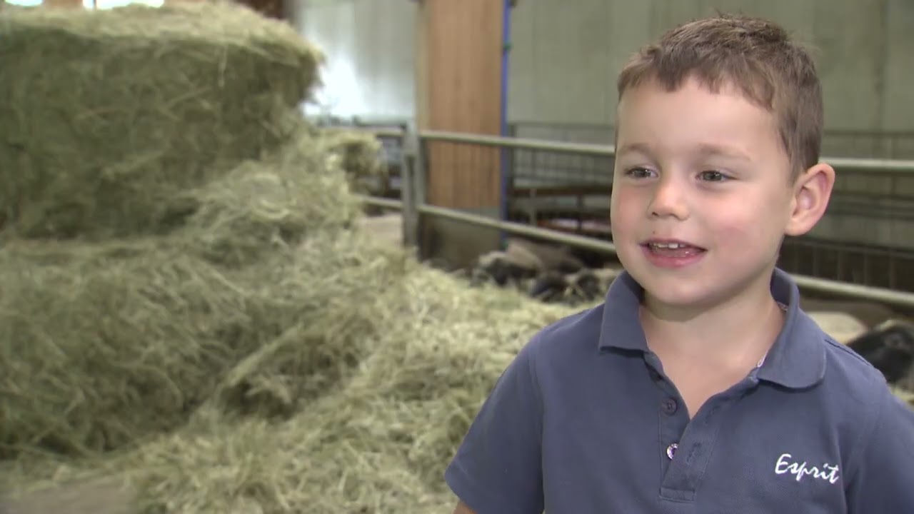 Steirische Landwirtschaft: Tierwohl Schafstall