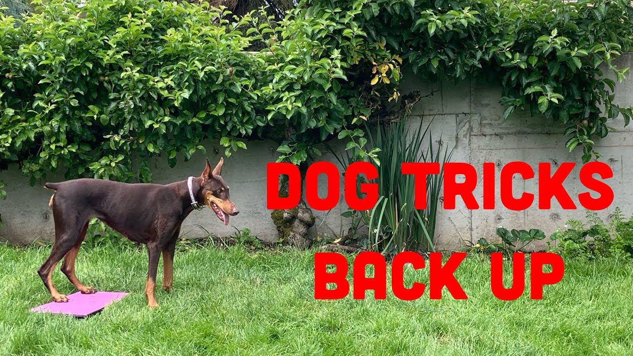 How to Train Your Dog to Back Up