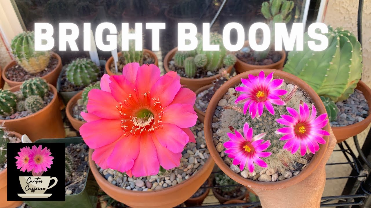 Bright Flowering Cacti, Echinopsis and Mammillaria