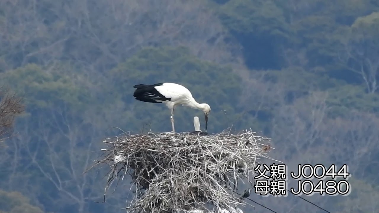 鳴門コウノトリ 2020/03/22 撮影 成長記録 徳島県鳴門市