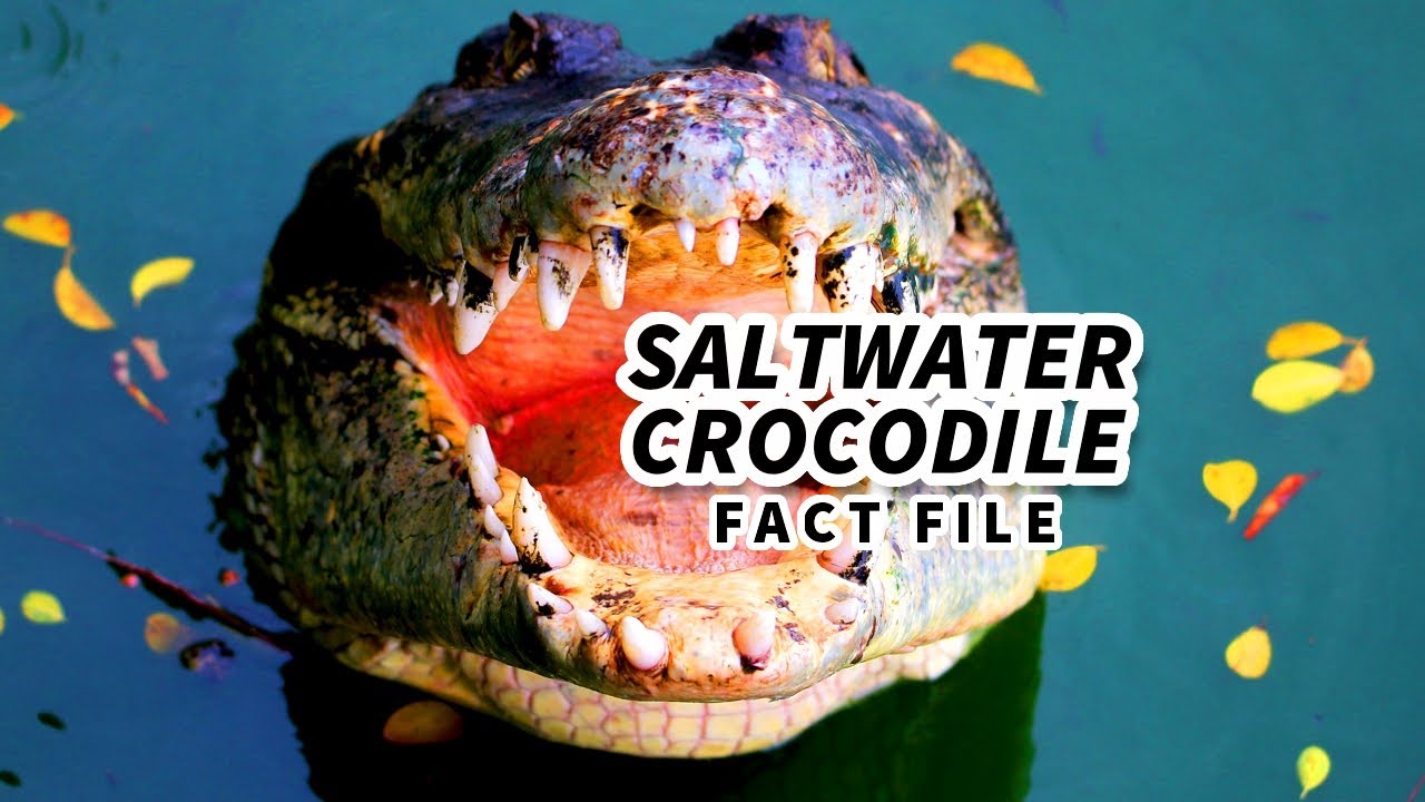 Saltwater Crocodile Facts: the LARGEST LIVING REPTILE 🐊