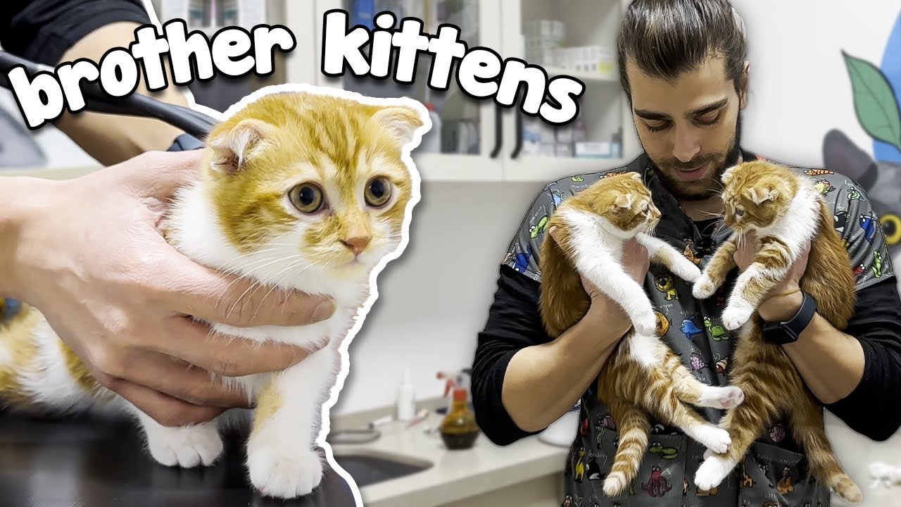 Братцы Котята! 😍 (Они обнимают друг друга!)