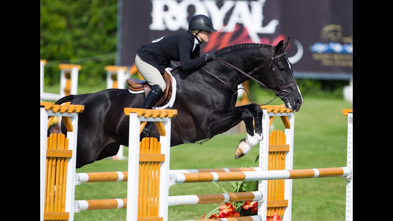 Camelot Farms Stallion 