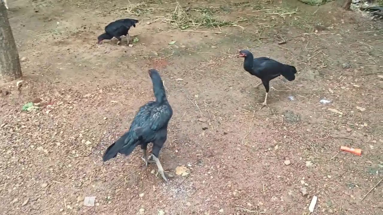 असील मुर्गे हटाने हे || 2 असील मुर्गे हटाने है 