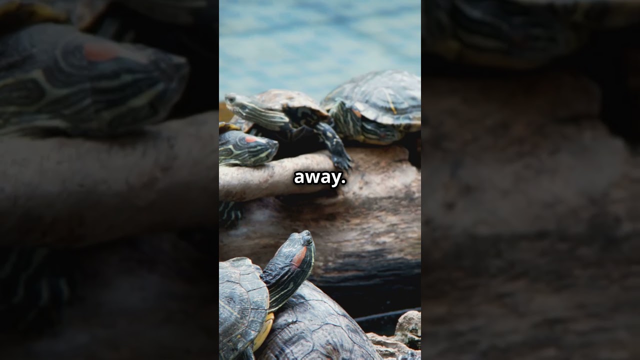 How to Set Up a Turtle Basking Area in 1 Minute  