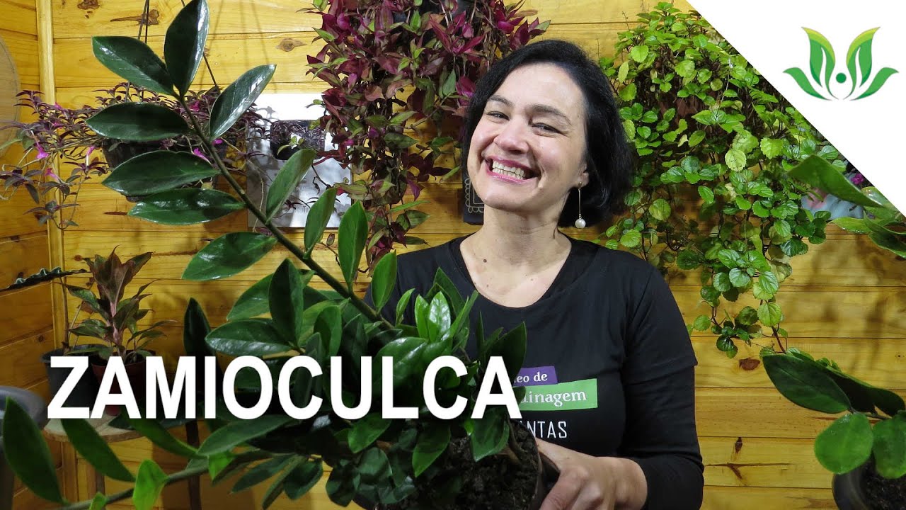 Zamioculca: Cuidado, reprodução e como fazer um arranjo!