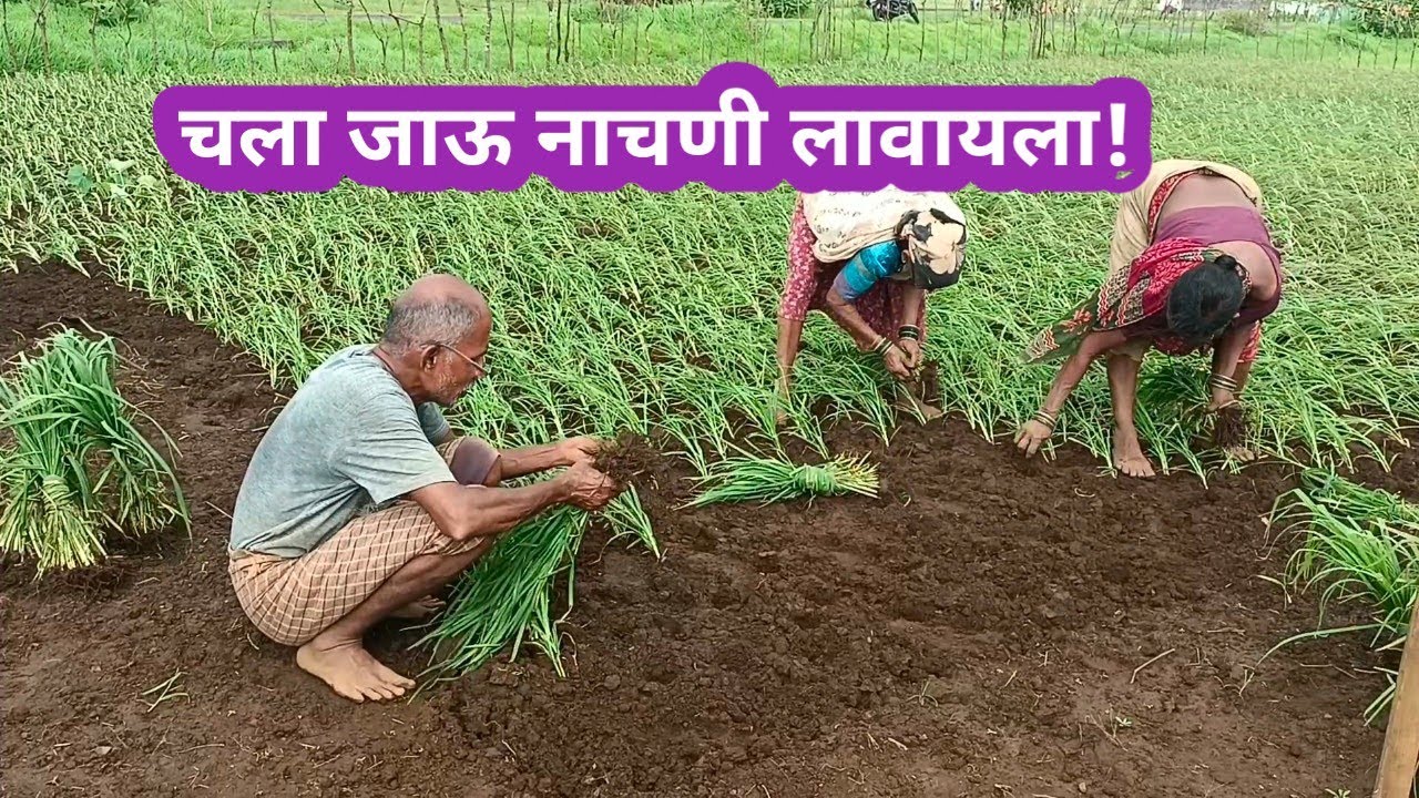 मी गेलो लोकांच्या शेतात नाचणी लावायला | पहा कुठे गेलो होतो #villagelife #vlog #nature #kokan #food 