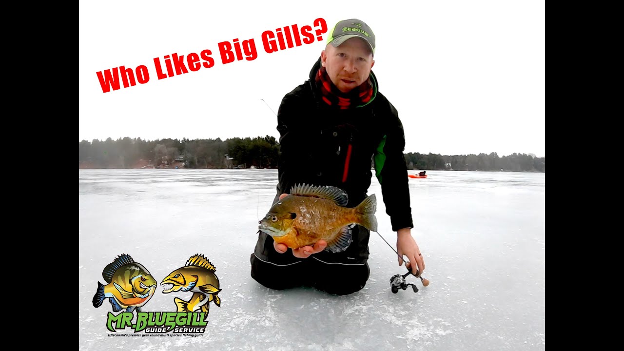 Catching Big Bluegills Through The Ice! - Never gets old