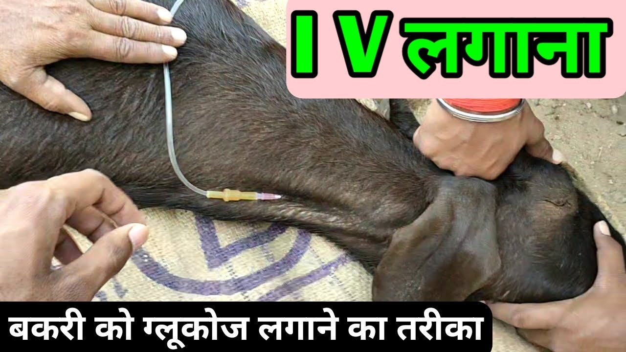 bakri ko iv injection lagane ka tarika बकरी के इंजेक्शन ग्लूकोज कैसे लगाएं bakri ko sui drip glucose